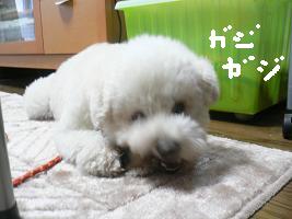 画像 5197.jpg