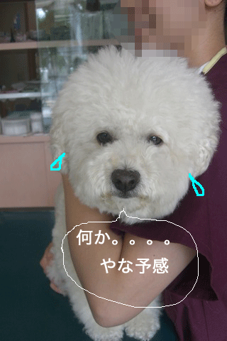 CIMG4166.gif
