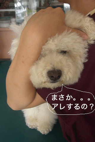 CIMG4171.gif