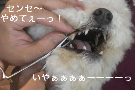 CIMG4176.gif