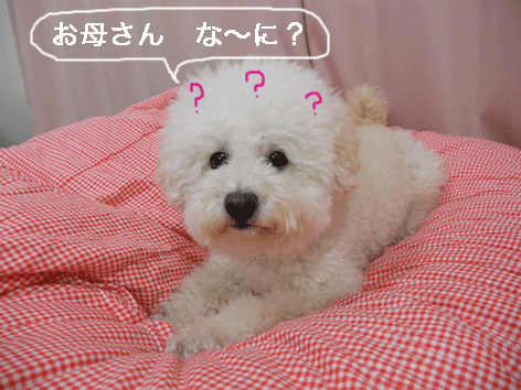 DSCN0255.gif