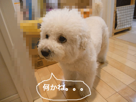 DSCN1053.gif