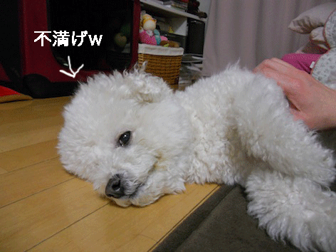 DSCN1241.gif