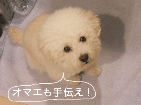 DSCN3250.gif