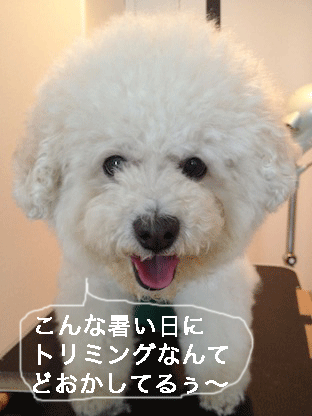 IMG_1324.gif