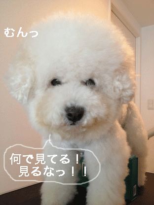 IMG_1326.gif