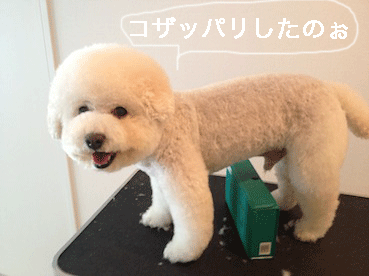 IMG_1328.gif