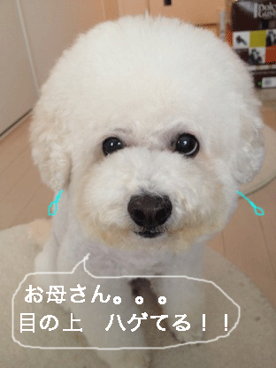 IMG_1334.gif
