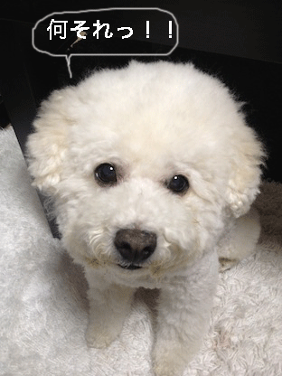 IMG_1916.gif