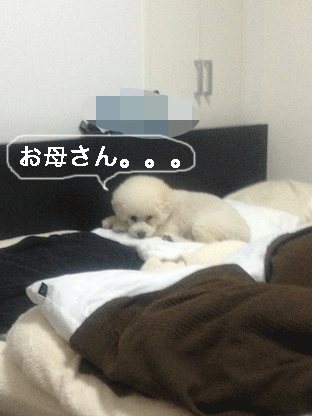 IMG_2475.gif
