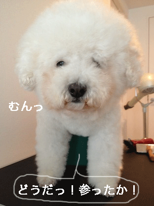 IMG_4190.gif