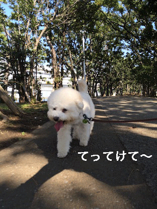 IMG_4632.gif