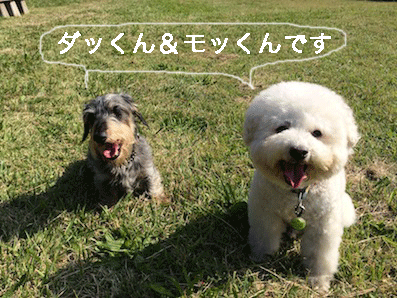 IMG_4647.gif