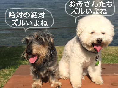 IMG_4653.gif