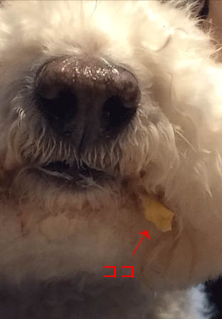 IMG_5409.gif