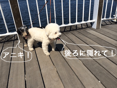 IMG_5441.gif