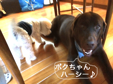 IMG_6240.gif