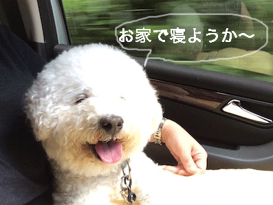 IMG_6271.gif