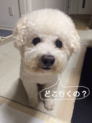 IMG_8038.gif