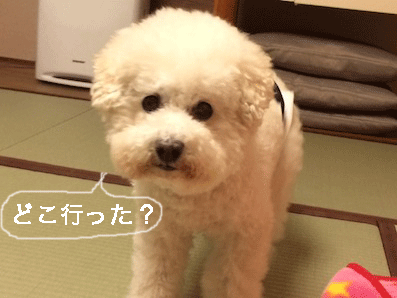 IMG_8528.gif