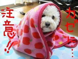 コピー 〜 画像 202.jpg