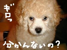 画像1516.jpg