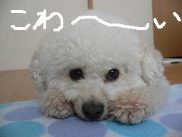 画像 1338.jpg