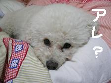 画像 2297.jpg