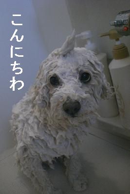 画像 372.jpg
