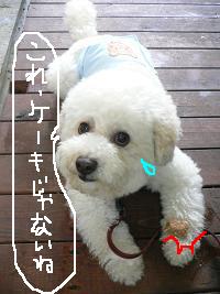画像 8252.jpg