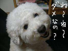 画像 8438.jpg