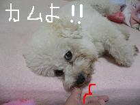 画像 970.jpg