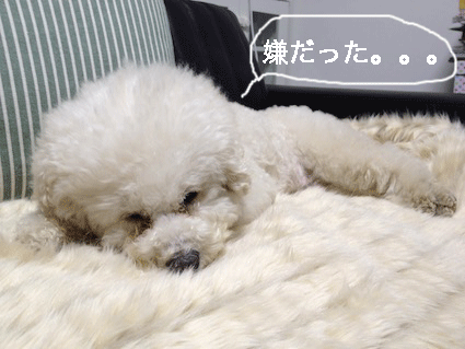 IMG_0043.gif