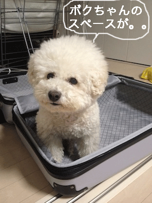 IMG_0091.gif