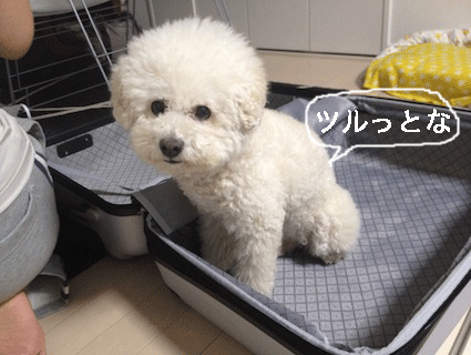 IMG_0092.gif