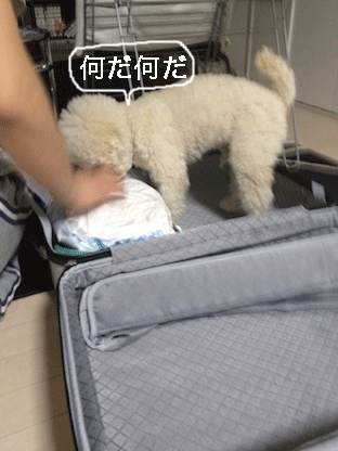 IMG_0093.gif