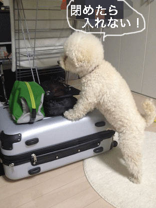 IMG_0099.gif