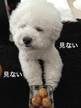 IMG_0100.gif