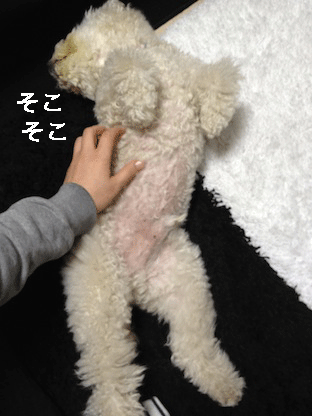 IMG_0141.gif