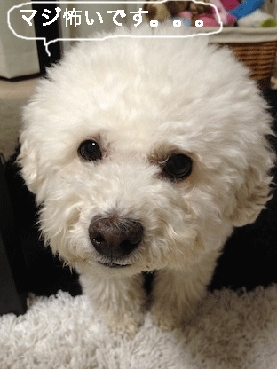 IMG_0151.gif