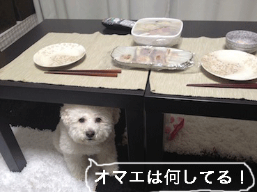 IMG_0239.gif