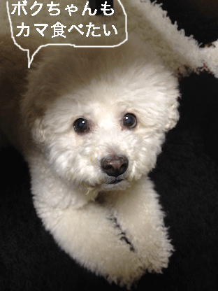 IMG_0243.gif