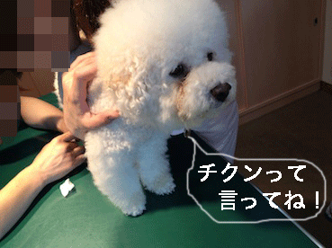 IMG_1175.gif
