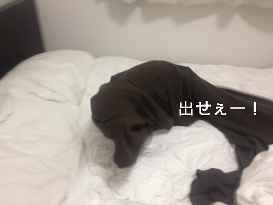 IMG_1549.gif