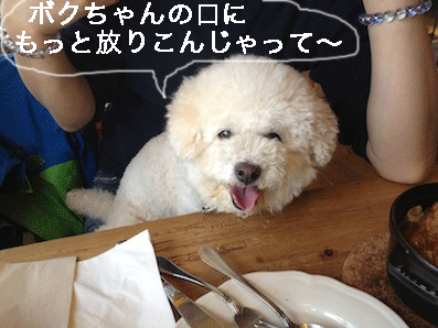 IMG_2040.gif