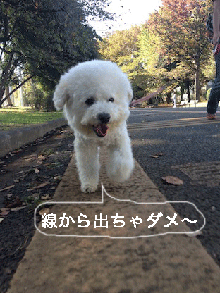 IMG_2084.gif