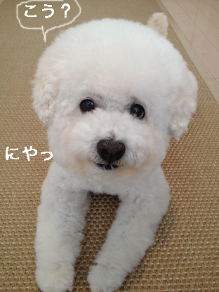 IMG_2202.gif