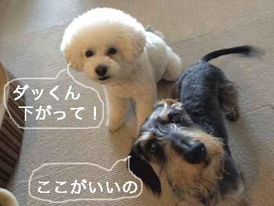 IMG_2539.gif