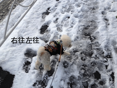 IMG_2717.gif