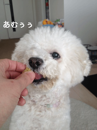 IMG_2741.gif